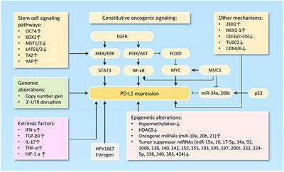 Tumor-Intrinsic PD-L1 Signaling in Cancer Initiation, Development and Treatment: Beyond Immune Evasion